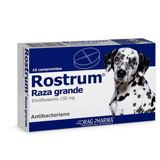 Rostrum Raza grande