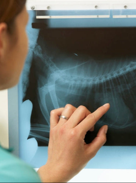 Radiología Veterinaria